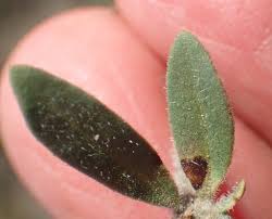 Image result for Blepharis integrifolia