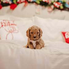 Feel free to browse hundreds of active classified puppy for sale listings, from dog breeders in pa and the surrounding areas. Cora S Cavapoo Puppies Home Facebook