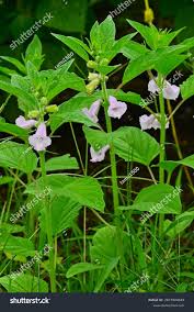 Image result for Pedaliaceae