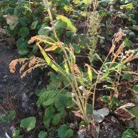 Image result for Panicum pilgerianum