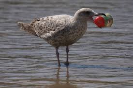 البلاستيك خطر يهدد الحياة البحرية منشور