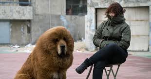 Once Prized Tibetan Mastiffs Are Discarded As Fad Ends In China The New York Times