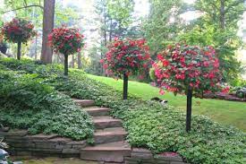 Garden ideas, landscaping ideas, hedges ideas, fence ideas, plant combination ideas, borders ideas, perennial combinations, rose eden, star of persia, allium cristophii,red valerian, centranthus ruber, rose heritage, english roses. Side Planting Baskets Pamela Crawford Side Planting Containers Container Plants Plants Garden Landscaping