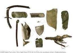 Image result for Abrus melanospermus