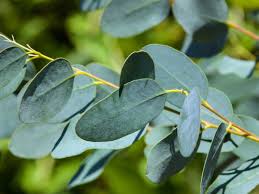 Image result for Eucalyptus