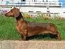 Dachshund Dog Breed - Facts and Personality Traits | Hill ...