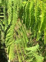 Image result for Entada chrysostachys