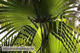 Ce este hiperplazia prostatică benignă (bph) și ce regim alimentar este recomandat. Medicamente Pentru Prostata Marita