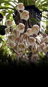 Mimics: Flowers That Resemble Animals ...