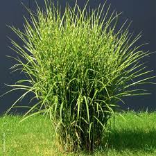 Image result for Miscanthus sinensis Zebrina