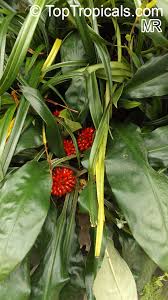 Image result for Palisota ambigua