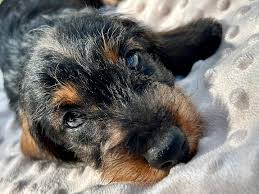 Image result for jezevčík drsnosrstý