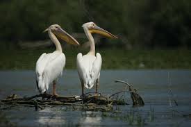 Cred ca banchetul de la sfarsitul clasei a patra in delta a… PÄsÄri Din Lunca Èi Delta DunÄrii Fauna Cum Laude Doru Panaitescu Radio Guerrilla