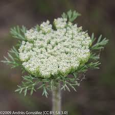 Image result for Daucus melananthus
