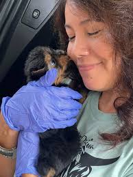 Florida Yorkies of Island Lake