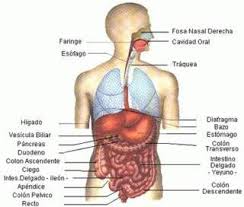El cuerpo humano se conforma en tres partes: Ask Com Education Curriculum Vitae Curriculum