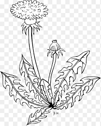These prints with also the perfect gift for children,teens, family,friends and anyone else who you loved. Black Dandelion Png Images Pngegg