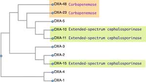 Image result for Extended Spectrum Penicillin