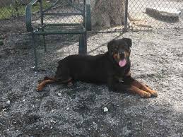 If you are a first time visitor, then congratulations on your decision to adopt a dog! Georgia Rottweiler Rescue Petsidi