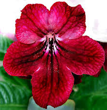 Image result for Streptocarpus hirticapsa