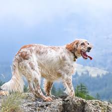 Why buy an english shepherd puppy for sale if you can adopt and save a life? English Setter Full Profile History And Care