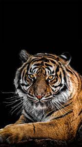 Beautiful Image By George Desipris Tiger Wallpaper Tiger Pictures Tiger Wallpaper Iphone