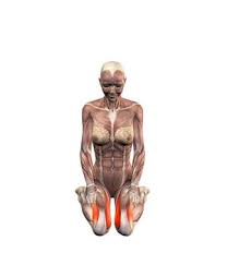 Virasana Hero Pose Hands On Thighs Yoga Com Yoga Anatomy Yoga Muscles Yoga Asanas