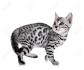 Bengal Cat Facts | Bengal Cat World