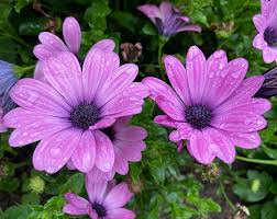 Image result for Afroqueta capensis