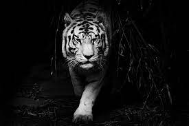 47 Black Tiger Wallpaper On Wallpapersafari Here are listed 10 tiger hd wallpapers. black tiger wallpaper on wallpapersafari