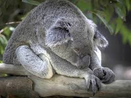 Although it is too difficult to get hold of the precious koala for a pet, it does not mean that they are fixed price. Koala Facts Threats Bush Heritage Australia