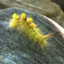 Hanki 7.000 sekunnin beautiful yellow caterpillar with black arkistovideomateriaali, jonka nopeus on 29.57fps. Going Buggy Let S Talk About Tussock Moth Caterpillars The Gardener S Eden