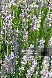 74 Lavandula Vera Stock Photos, High-Res Pictures, and Images
