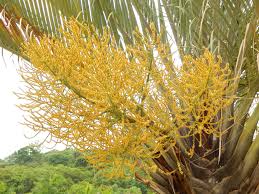 Image result for Dypsis decaryi