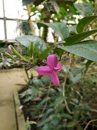 Image result for Barleria
