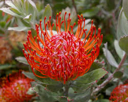 Image result for Leucospermum