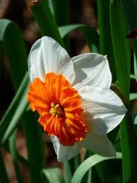 Crescono solo nella foresta, appaiono ci sono diversi fiori primaverili, nomidifferiscono, così come la cura per loro. Fiori Di Primavera