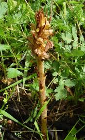 Image result for Hygrophila albobracteata