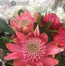 Pink Waratah Telopea Waratah Flower Australian Flora Flora