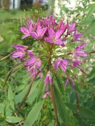 Image result for Cleome macrophylla