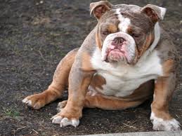 Why buy an english bulldog puppy for sale if you can adopt and save a life? Blue Tri English Bulldogs Black Tri English Bulldogs Lilac English Bulldogs Chocolate Tri English Bulldogs Me Mini English Bulldogs English Bulldog Bulldog