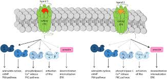 Biased Signaling Biased Agonism Is The Ligand Dependent Selective Download Scientific Diagram