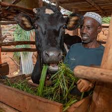 Image result for Leptoderris burundiensis