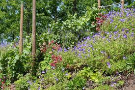 Stauden Und Geholze Zur Hangbepflanzung Mein Schoner Garten