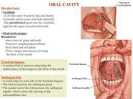 Ppt Oral Cavity Powerpoint Presentation Free Download Id 6347226