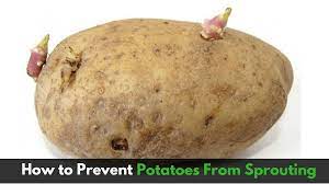 Bedding dahlias can be planted 9 to 12 inches apart. How To Prevent Potatoes From Sprouting Indian Vegetarian Recipes By Siddhi Quick Recipes Cooking Ideas