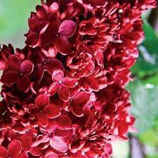 Pin On Lilacs