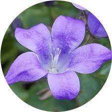 Plant identification blue and purple flowers. 41 Types Of Blue Flowers Proflowers Blog