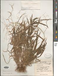 Image result for Digitaria seriata
