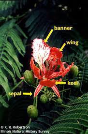 We did not find results for: Index Of Help Digitalflowers Picts Fabaceae